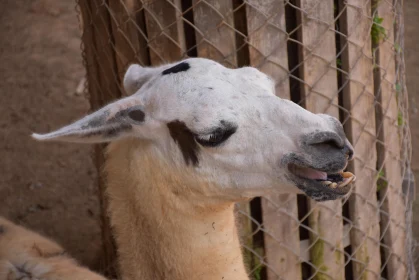 Llama Close-Up at the Zoo