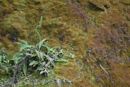 Forest Moss and Ferns