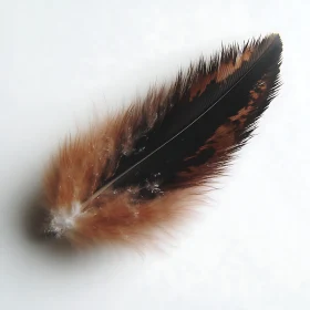 Beautiful Bird Feather Close-Up