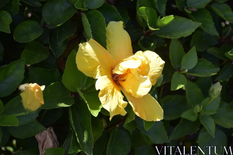 Sunlit Yellow Hibiscus in Lush Greenery Free Stock Photo