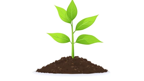 Green Sprout in Soil