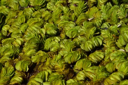 Swirling Green Leaves on Water