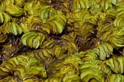 Textured Green Foliage Close-up