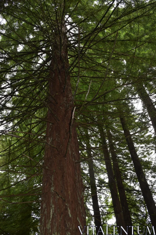 PHOTO Forest Giant with Spreading Branches