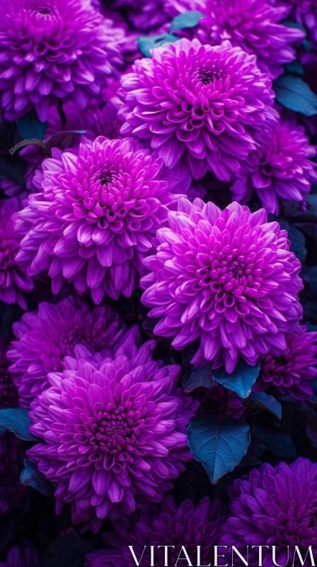 Bold Purple Chrysanthemums - Color Photography Masterpiece AI Image