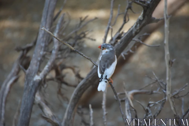 PHOTO Zebra Finch in Rustic Setting