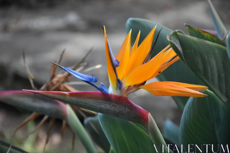 PHOTO Colorful Bird of Paradise in Bloom