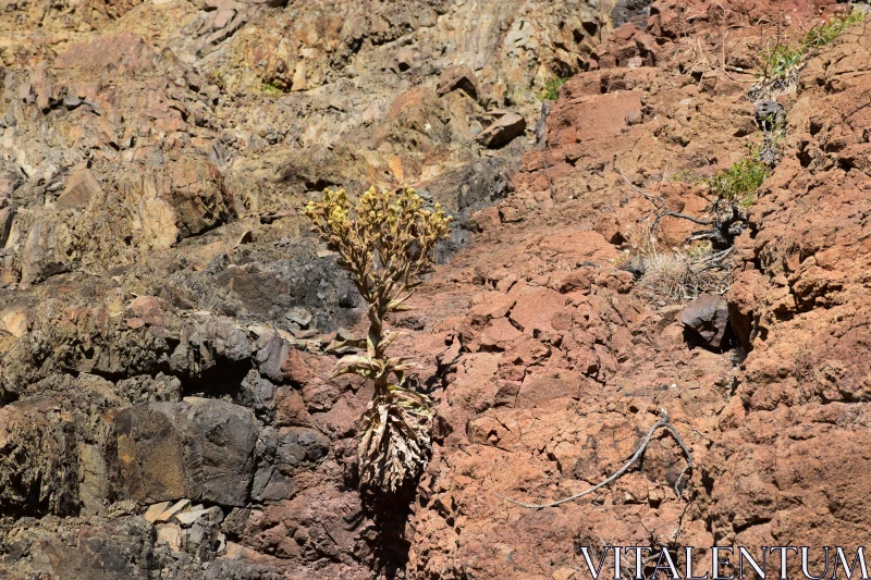 PHOTO Lonely Plant on Rough Landscape