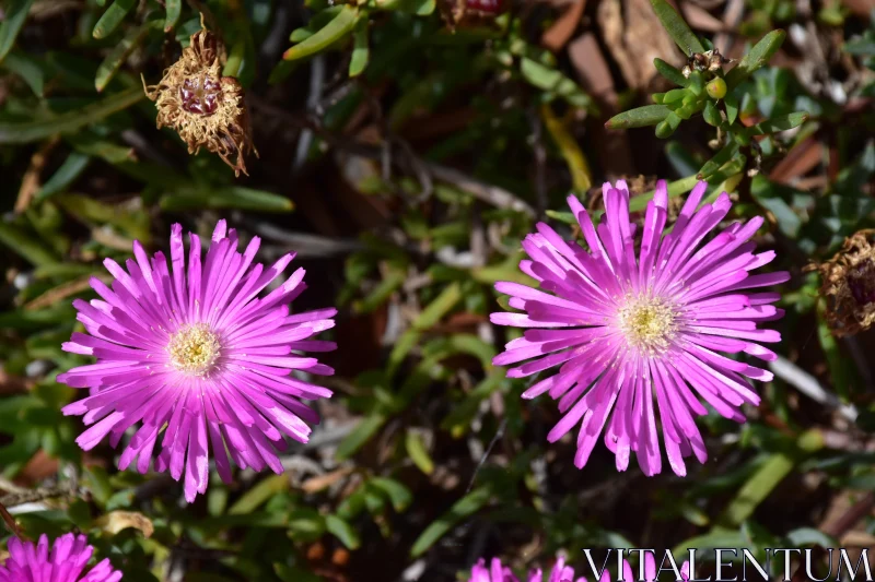 Pink Blossoms in the Garden Free Stock Photo