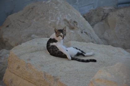 Relaxed Feline on Cyprus Rock