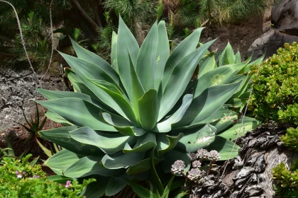 Agave with Spiky Leaves in Garden Free Stock Photo