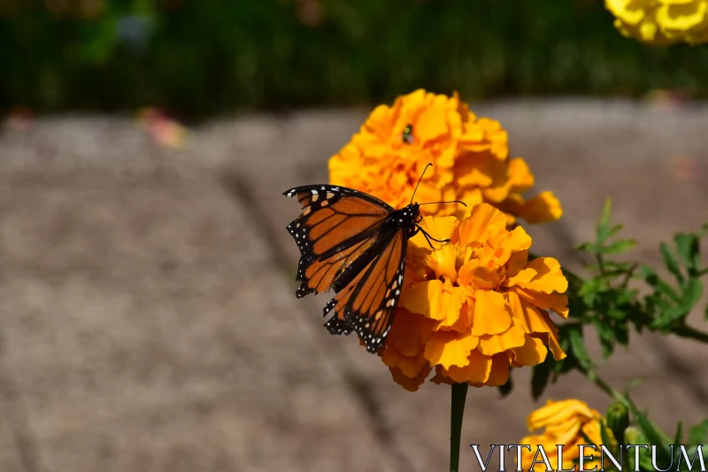 PHOTO Butterfly Poised on Vibrant Orange Marigold