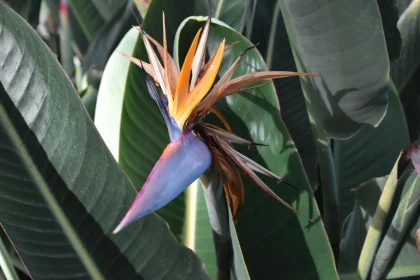 Tropical Beauty: Bird of Paradise Flower