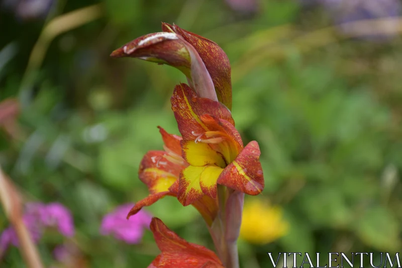 PHOTO Ornate Gladiolus in Full Bloom