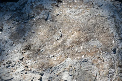 Geological Patterns on a Natural Rock