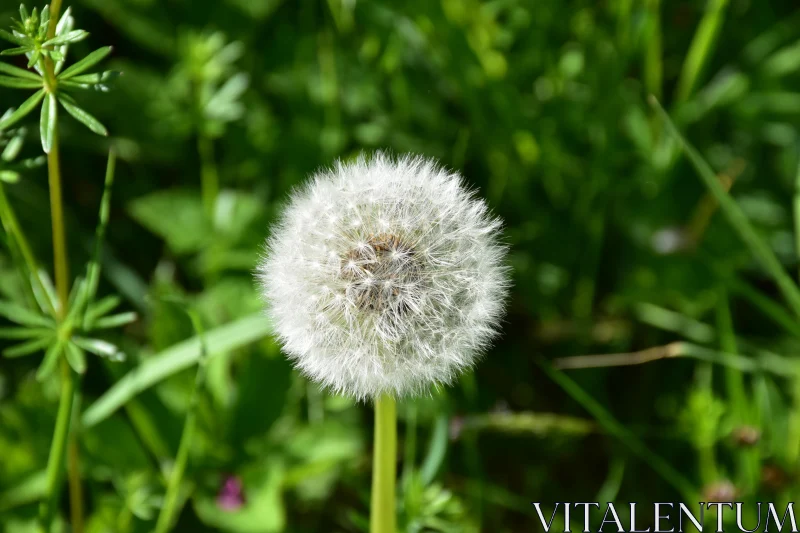 Dandelion Seed Head in Lush Greenery Free Stock Photo