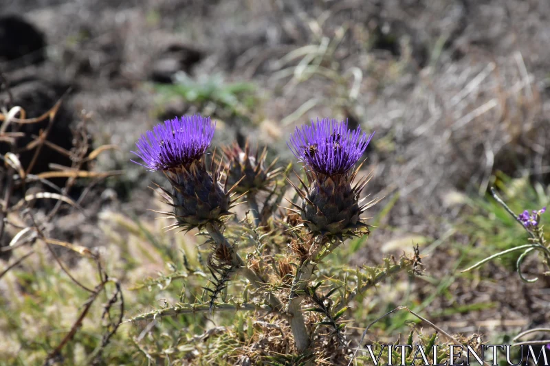 PHOTO Purple Thistle in Nature