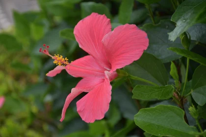 Exquisite Pink Hibiscus in Garden