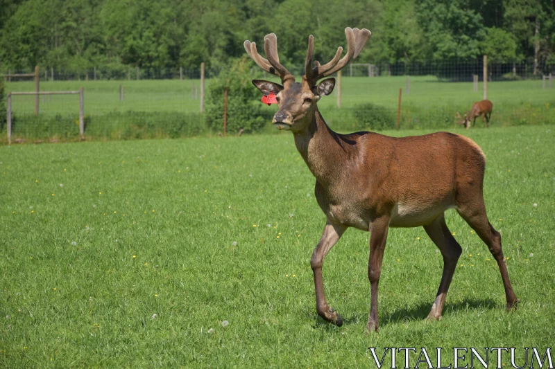 Deer in Pastoral Setting Free Stock Photo