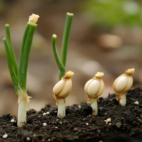 Emerging Onion Seedlings
