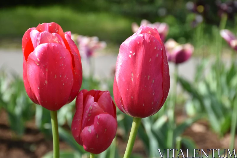 Vibrant Red Tulips Free Stock Photo