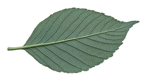 Close-Up Image of a Green Leaf Showing Detailed Vein Patterns