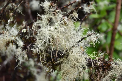 Lichen on Tree Branches