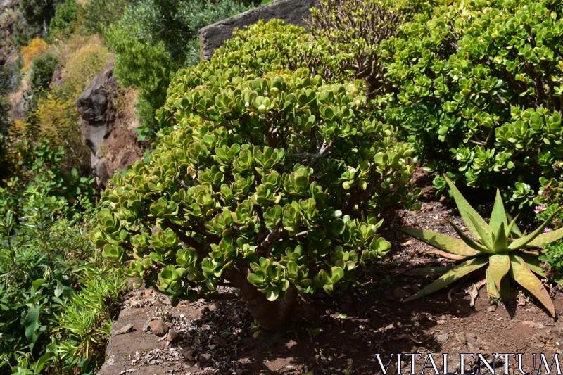 PHOTO Vibrant Succulent Plants in a Natural Garden