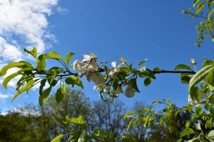 Springtime Apple Blossoms