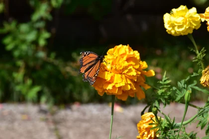 Butterfly Resting on Flower