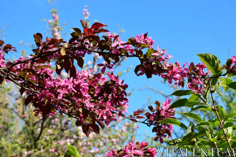 Pink Flowering Tree in Spring Free Stock Photo