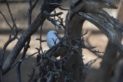 White Bird in a Tangle of Branches