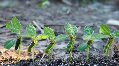 Emerging Seedlings in Fertile Soil