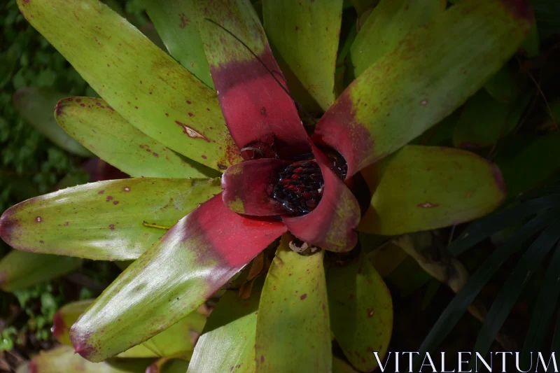 Tropical Bromeliad Plant Photography Free Stock Photo