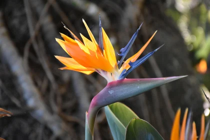 Striking Orange and Blue Tropical Flower