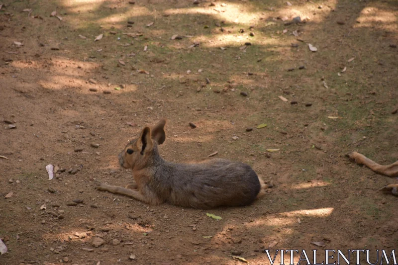 Relaxed Patagonian Mara on Earthy Terrain Free Stock Photo