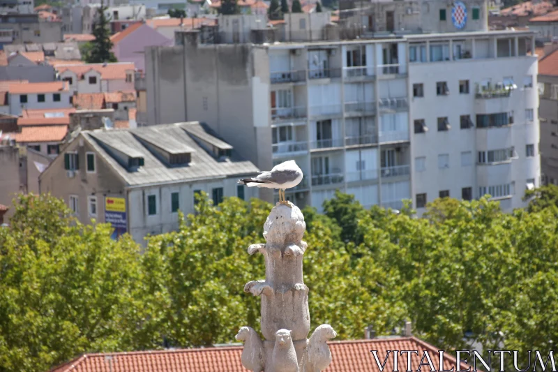 PHOTO City Seagull on Stone Sculpture