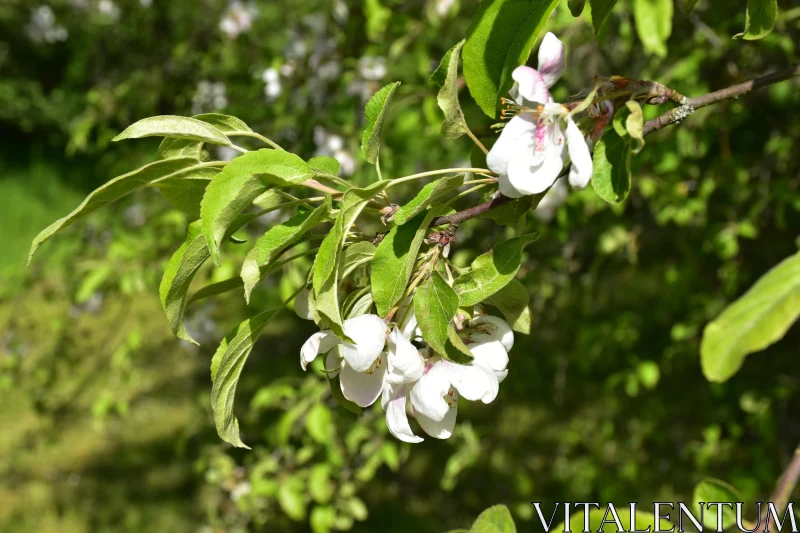 Delicate White Flowers and Green Leaves Free Stock Photo