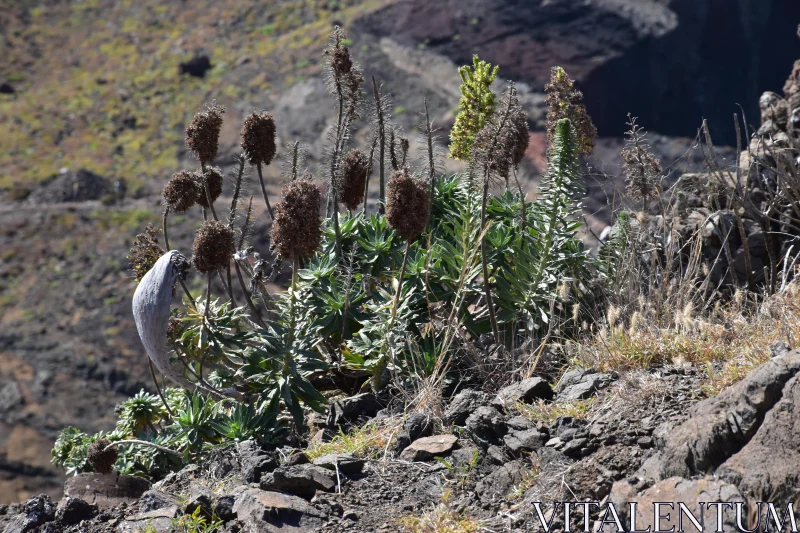 Volcanic Flora and Rocky Terrain Free Stock Photo