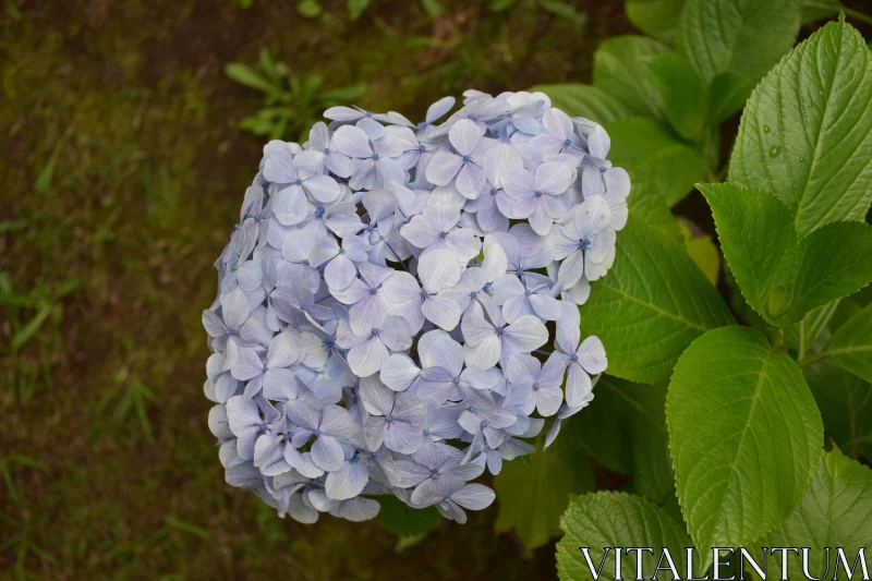 PHOTO Serene Blue Hydrangea Cluster