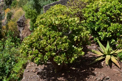 Vibrant Succulent Plants in a Natural Garden