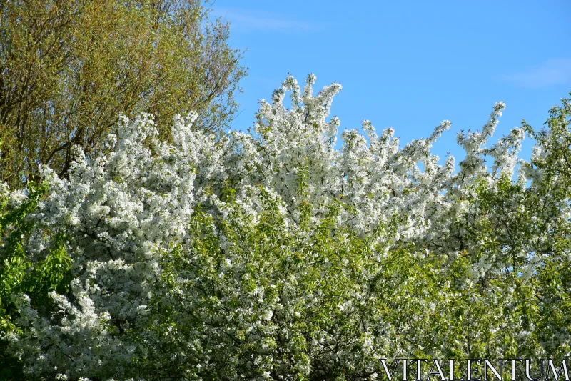 Springtime Blooming Trees Free Stock Photo