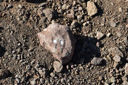 Brown Rock on Gravelly Surface