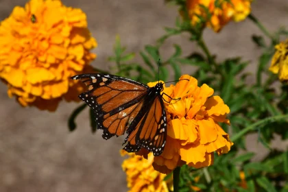 Butterfly in Nature's Garden Free Stock Photo