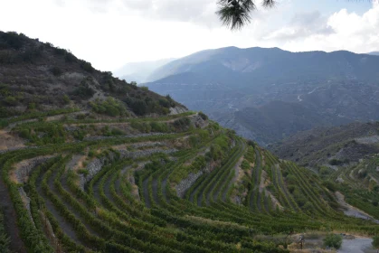 Scenic Vineyard Terraces