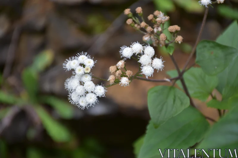 PHOTO Intricate White Blossoms