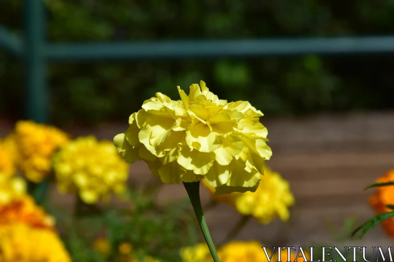 PHOTO Golden Marigold Close-Up