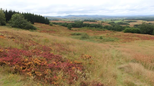 Heather Field Serenity