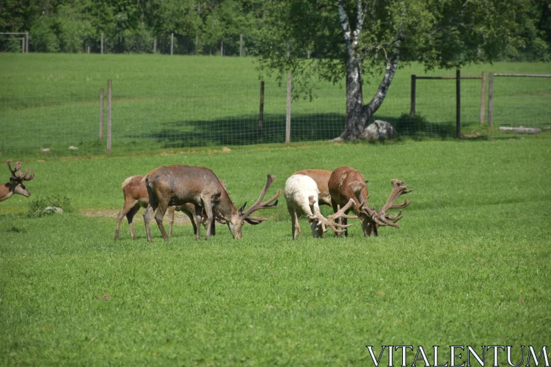 Deer Grazing Serenity in Nature Free Stock Photo