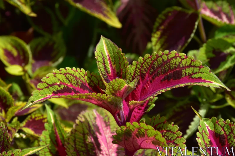 PHOTO Vivid Garden Leaves